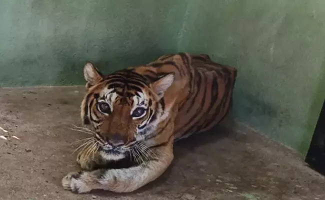 ವಿಜಯನಗರ | ಅಟಲ್‌ಜೀ ಮೃಗಾಲಯದಲ್ಲಿ ಹೆಣ್ಣು ಹುಲಿ ಸಾವು
