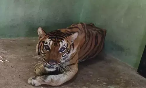 ವಿಜಯನಗರ | ಅಟಲ್‌ಜೀ ಮೃಗಾಲಯದಲ್ಲಿ ಹೆಣ್ಣು ಹುಲಿ ಸಾವು
