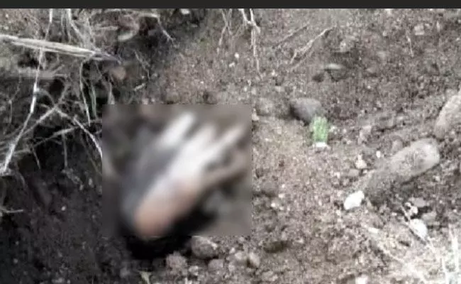 ಕೊಳ್ಳೇಗಾಲ | ಭೂಮಿಯಿಂದ ಹೊರ ಬಂದ ಮನುಷ್ಯನ ಮುಂಗೈ : ವಾಮಾಚಾರ ಶಂಕೆ, ಪೊಲೀಸರಿಂದ ಪರಿಶೀಲನೆ