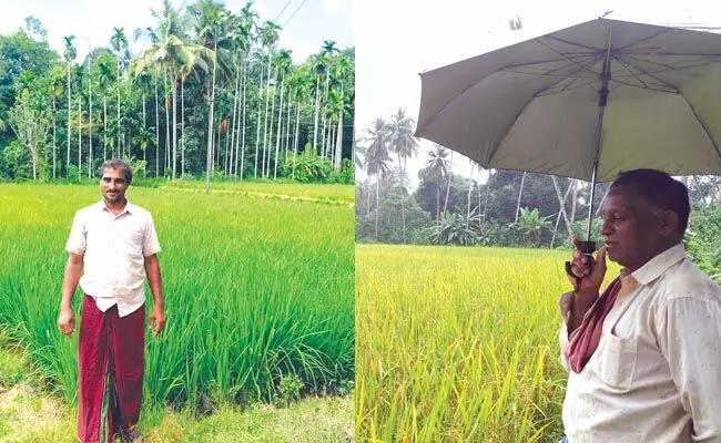 ದ.ಕ. ಜಿಲ್ಲೆಯಲ್ಲಿ ಭತ್ತದ ಕೃಷಿ ಭಾರೀ ಇಳಿಮುಖ