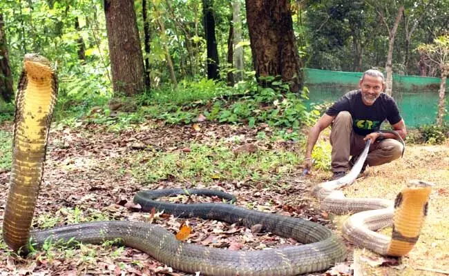 ಜಗತ್ತಿನಲ್ಲಿ ಈಗ ನಾಲ್ಕು ಪ್ರಭೇದದ ಕಾಳಿಂಗ ಸರ್ಪ!