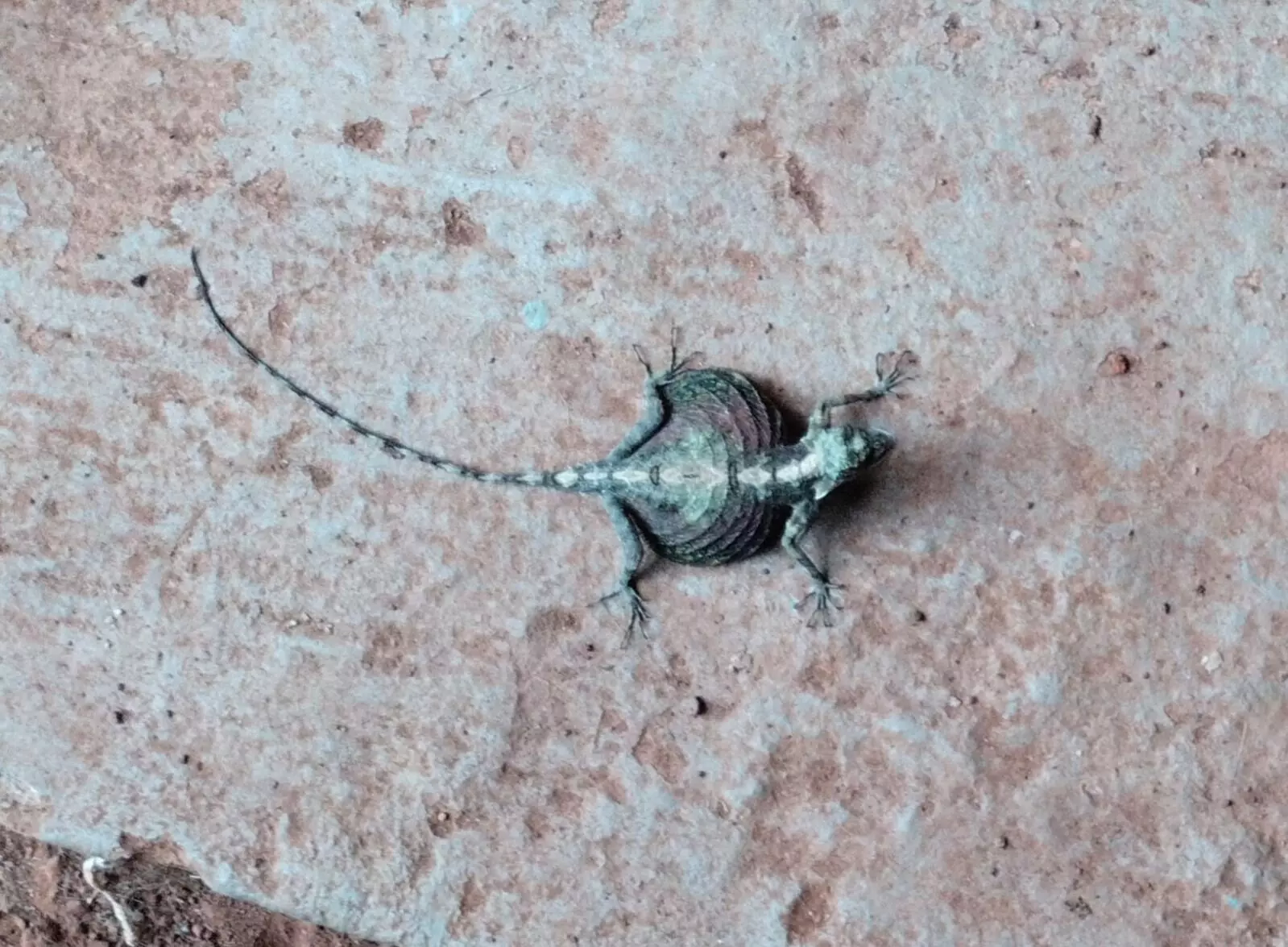 ಶಿವಮೊಗ್ಗ: ಹಾರೋಹಿತ್ತಲು ಗ್ರಾಮದಲ್ಲಿ ಕಾಣಿಸಿಕೊಂಡ ಹಾರುವ ಓತಿ