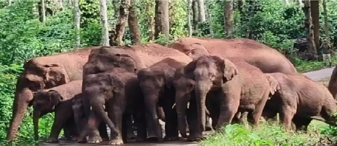ಹಾಸನ | ಕಾಡಾನೆ ಹಿಂಡು ಪ್ರತ್ಯಕ್ಷ: ಗ್ರಾಮಸ್ಥರಲ್ಲಿ ಆತಂಕ