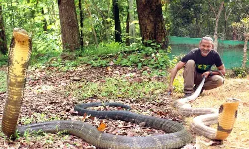 ಜಗತ್ತಿನಲ್ಲಿ ಈಗ ನಾಲ್ಕು ಪ್ರಭೇದದ ಕಾಳಿಂಗ ಸರ್ಪ!