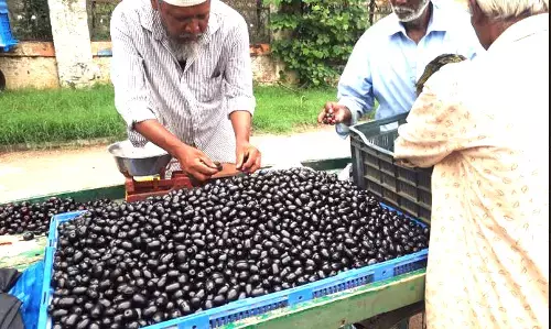 ಕುಸಿದ ಮಾವಿನ ಬೆಲೆ, ನೇರಳೆಗೆ ಹೆಚ್ಚಿದ ಬೇಡಿಕೆ