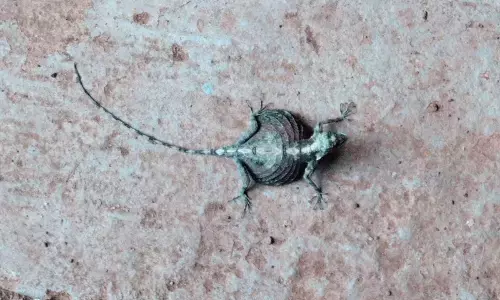 ಶಿವಮೊಗ್ಗ: ಹಾರೋಹಿತ್ತಲು ಗ್ರಾಮದಲ್ಲಿ ಕಾಣಿಸಿಕೊಂಡ ಹಾರುವ ಓತಿ