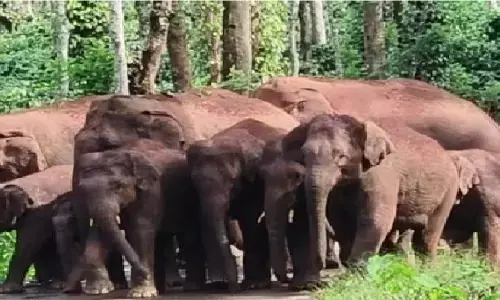 ಹಾಸನ | ಕಾಡಾನೆ ಹಿಂಡು ಪ್ರತ್ಯಕ್ಷ: ಗ್ರಾಮಸ್ಥರಲ್ಲಿ ಆತಂಕ