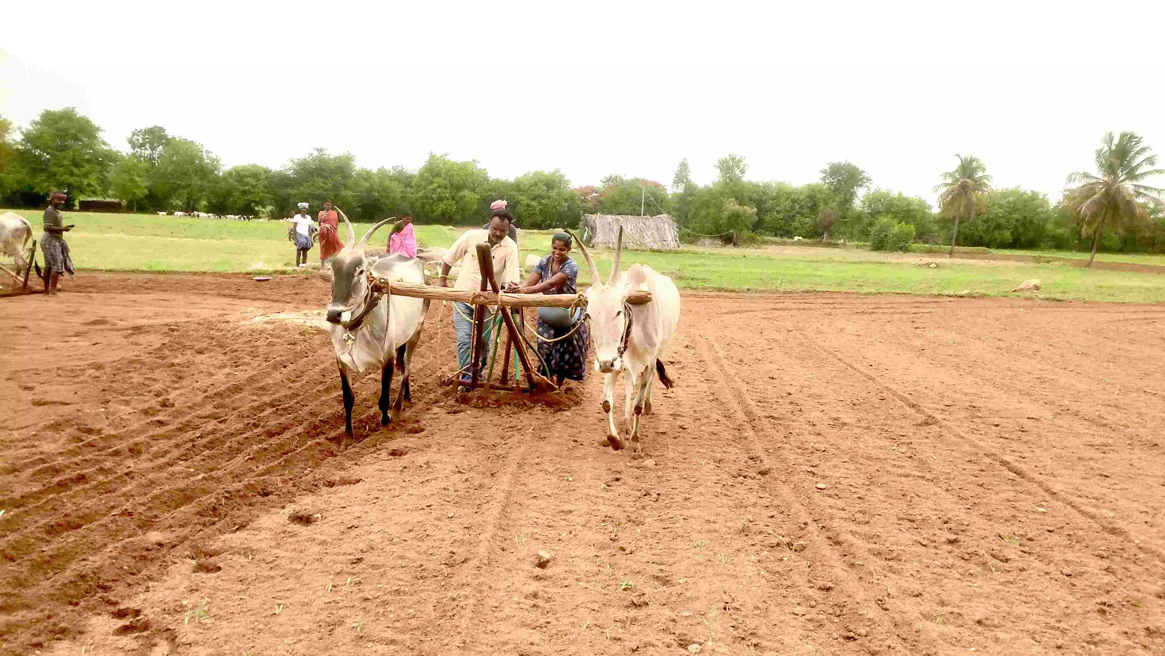 8,462 ಹೆಕ್ಟೇರ್ ಪ್ರದೇಶದಲ್ಲಿ ಬಿತ್ತನೆ ಪೂರ್ಣ: ಮೆಕ್ಕೆಜೋಳ ಬೆಳೆಯತ್ತ ರೈತರ ಚಿತ್ತ