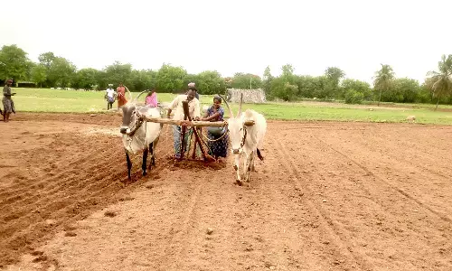 8,462 ಹೆಕ್ಟೇರ್ ಪ್ರದೇಶದಲ್ಲಿ ಬಿತ್ತನೆ ಪೂರ್ಣ: ಮೆಕ್ಕೆಜೋಳ ಬೆಳೆಯತ್ತ ರೈತರ ಚಿತ್ತ
