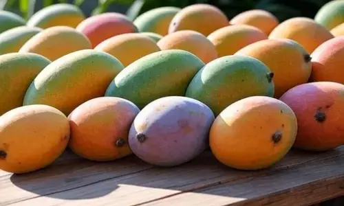 ‘ಎಂಐಎಸ್ ಅಡಿಯಲ್ಲಿ ಮಾವು ಖರೀದಿ’: ಮಾವು ಬೆಳೆಗಾರರ ನೆರವಿಗೆ ಧಾವಿಸಿದ ಕೇಂದ್ರ ಸರಕಾರ