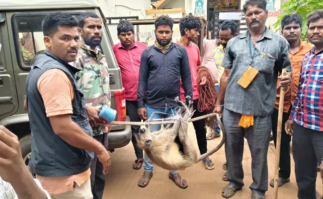 ಬೀದರ್ | ಸಾರ್ವಜನಿಕರಿಗೆ ತೊಂದರೆ ನೀಡುತ್ತಿದ್ದ ಮಂಗ ಸೆರೆ ಬೀದರ್ | ಸಾರ್ವಜನಿಕರಿಗೆ ತೊಂದರೆ ನೀಡುತ್ತಿದ್ದ ಮಂಗ ಸೆರೆ