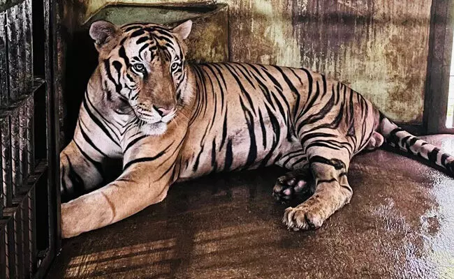 ವಿಜಯನಗರ | ಅಟಲ್‌ಜೀ ಮೃಗಾಲಯಕ್ಕೆ ‘ರೇವಾ’ ಗಂಡು ಹುಲಿ ಆಗಮನ