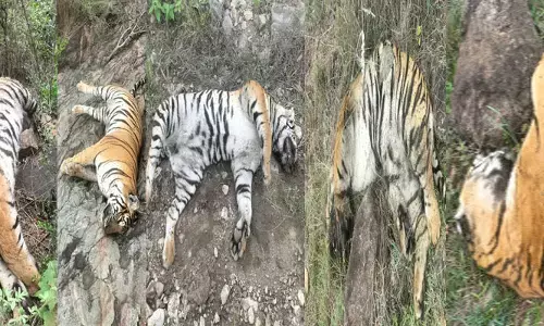 ಚಾಮರಾಜನಗರ | ಐದು ಹುಲಿಗಳ ಅಸಹಜ ಸಾವು; ತನಿಖೆಗೆ ಅರಣ್ಯ ಸಚಿವ ಈಶ್ವರ್‌ ಖಂಡ್ರೆ ಆದೇಶ