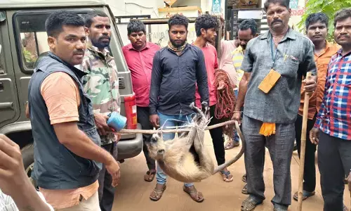 ಬೀದರ್ | ಸಾರ್ವಜನಿಕರಿಗೆ ತೊಂದರೆ ನೀಡುತ್ತಿದ್ದ ಮಂಗ ಸೆರೆ