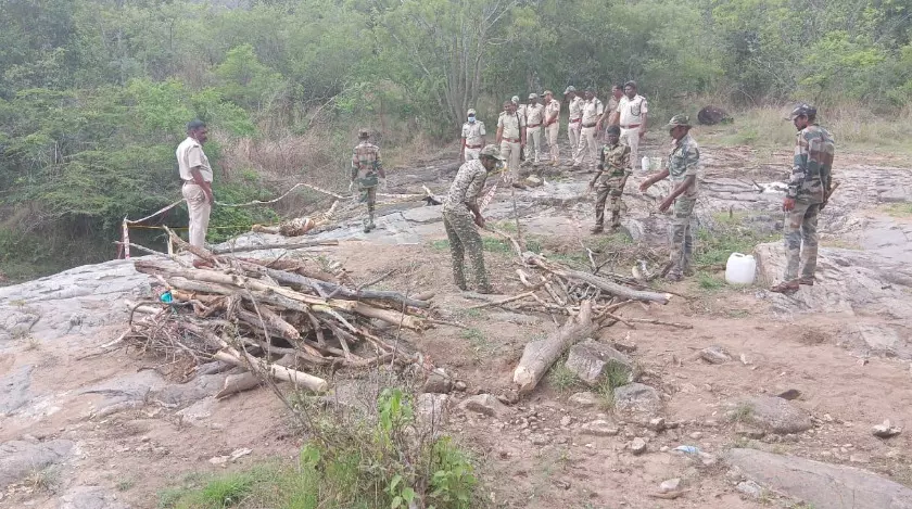 ಚಾಮರಾಜನಗರ | ಹುಲಿಗಳ ಅಸಹಜ ಸಾವು ಪ್ರಕರಣ; ಐವರು ದನಗಾಹಿಗಳು ವಶಕ್ಕೆ
