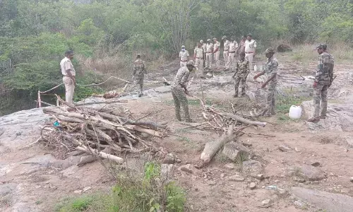 ಚಾಮರಾಜನಗರ | ಹುಲಿಗಳ ಅಸಹಜ ಸಾವು ಪ್ರಕರಣ; ಐವರು ದನಗಾಹಿಗಳು ವಶಕ್ಕೆ