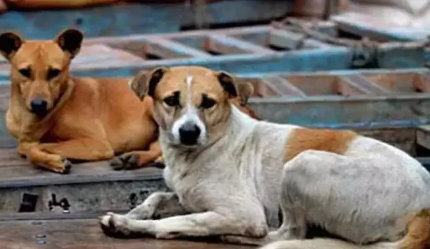 ಬೆಂಗಳೂರಿನಲ್ಲಿ ವಿಷಪ್ರಾಶನದಿಂದ ಐದು ನಾಯಿಗಳ ಸಾವು: ವರದಿ ಬೆಂಗಳೂರಿನಲ್ಲಿ ವಿಷಪ್ರಾಶನದಿಂದ ಐದು ನಾಯಿಗಳ ಸಾವು: ವರದಿ