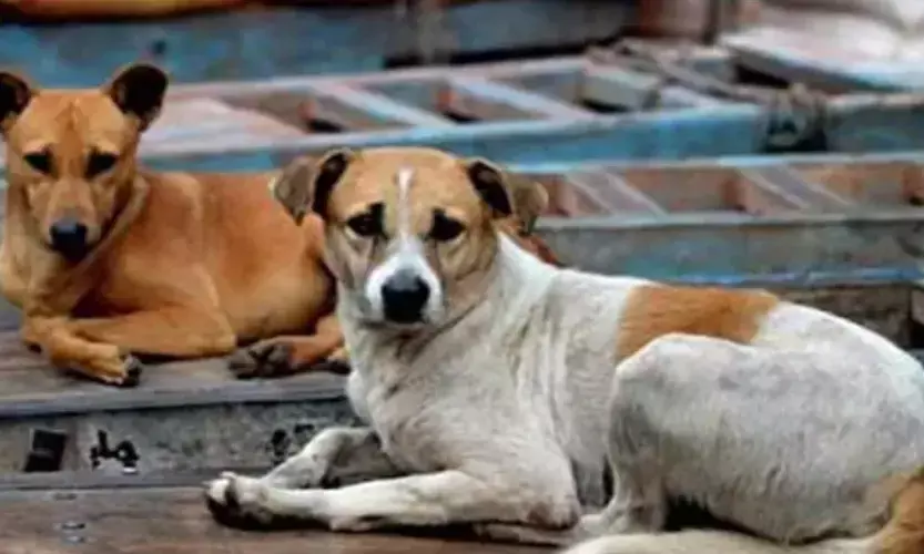 ಬೆಂಗಳೂರಿನಲ್ಲಿ ವಿಷಪ್ರಾಶನದಿಂದ ಐದು ನಾಯಿಗಳ ಸಾವು: ವರದಿ