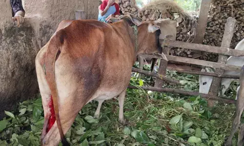 ಶಿವಮೊಗ್ಗ | ಮೇಯಲು ಬಿಟ್ಟ ಹಸುವಿನ ಕೆಚ್ಚಲು ಕೊಯ್ದ ದುಷ್ಕರ್ಮಿಗಳು