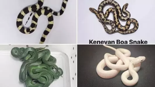 ಮುಂಬೈ: ಥೈಲ್ಯಾಂಡ್ ನಿಂದ ಬರುತ್ತಿದ್ದ ಪ್ರಯಾಣಿಕನಿಂದ 16 ಜೀವಂತ ಹಾವುಗಳು ವಶ