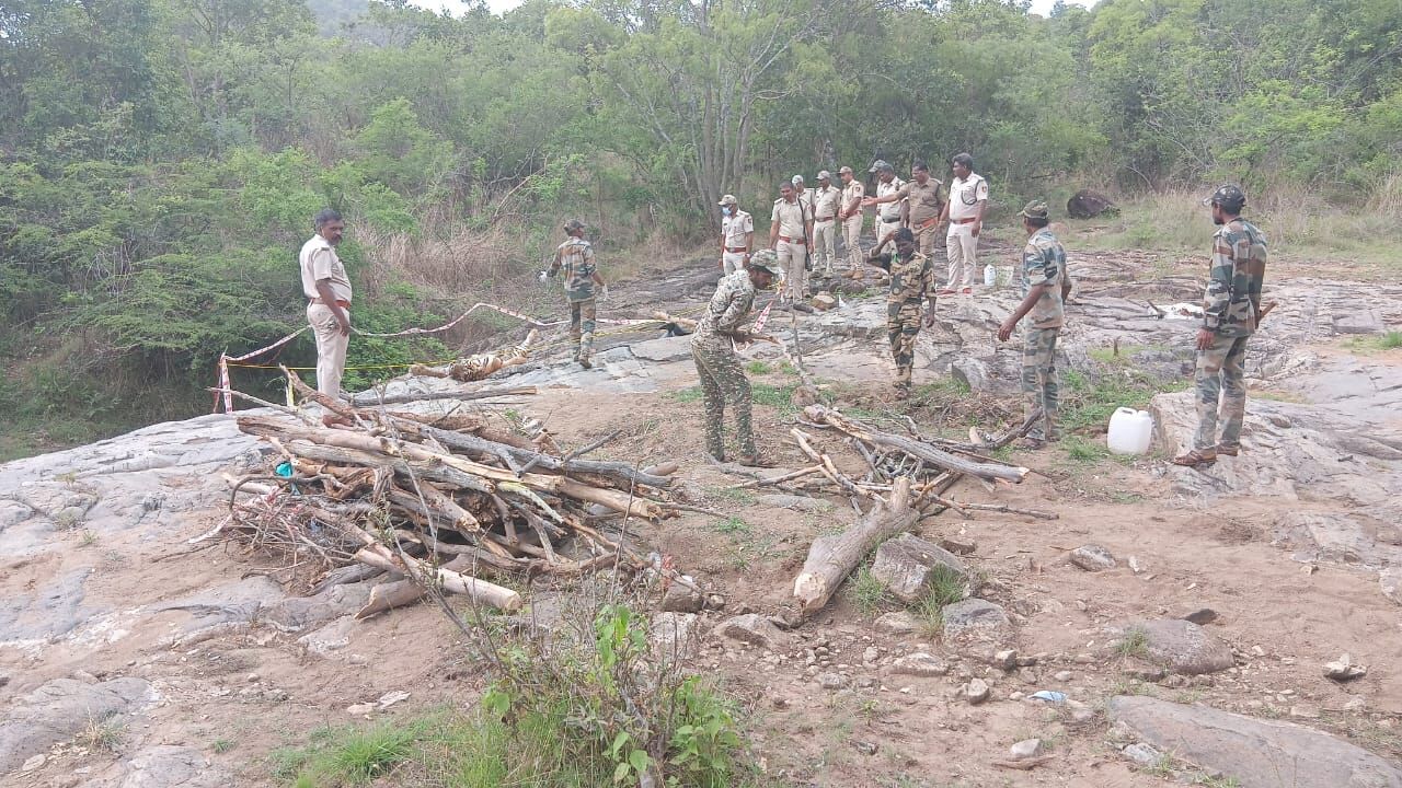 ಸಂಪಾದಕೀಯ | ಹುಲಿ-ದನ ಆಟ!