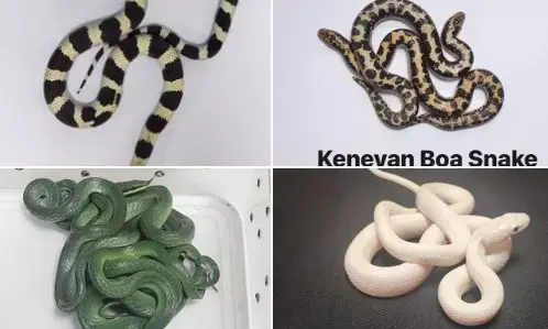 ಮುಂಬೈ: ಥೈಲ್ಯಾಂಡ್ ನಿಂದ ಬರುತ್ತಿದ್ದ ಪ್ರಯಾಣಿಕನಿಂದ 16 ಜೀವಂತ ಹಾವುಗಳು ವಶ