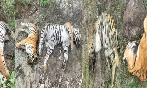 ಹುಲಿಗಳ ಸಾವು ಪ್ರಕರಣ | ಕರ್ತವ್ಯ ಲೋಪ ಹಿನ್ನಲೆ ಡಿಸಿಎಫ್, ಎಸಿಎಫ್ ಮತ್ತು ಆರ್‌ಎಫ್‍ಒಗೆ ಕಡ್ಡಾಯ ರಜೆ
