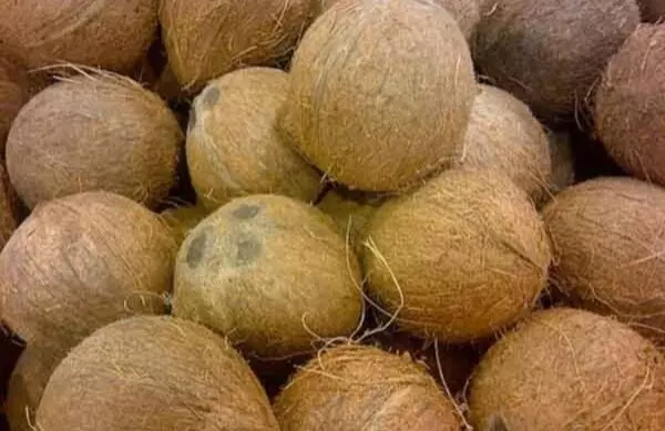 ರಾಜ್ಯದಲ್ಲಿ ತೆಂಗಿನಕಾಯಿ ದರ ಗಣನೀಯ ಹೆಚ್ಚಳ