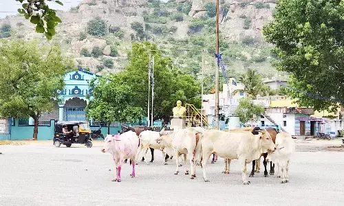ರಸ್ತೆಗಳಲ್ಲಿ ಬಿಡಾಡಿ ದನಗಳ ಹಾವಳಿ: ವಾಹನ ಸವಾರರ ಪರದಾಟ