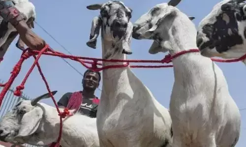 ಕೊಪ್ಪಳ | ಗೋವಿನ ಚರ್ಮವೆಂದು ಆಡಿನ ಚರ್ಮ ವಶಕ್ಕೆ ಪಡೆದ ಪೊಲೀಸರು: ಬೇಸರ ವ್ಯಕ್ತಪಡಿಸಿದ ನ್ಯಾಯಾಧೀಶರು