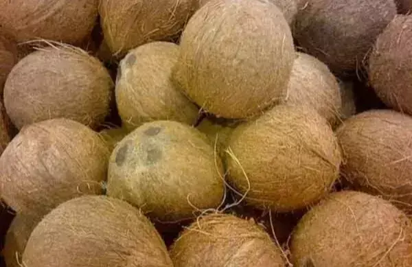 ಇಳುವರಿ ಕುಂಠಿತ: ತೆಂಗಿನ ಕಾಯಿ ದರ ಶತಕದತ್ತ ದಾಪುಗಾಲು