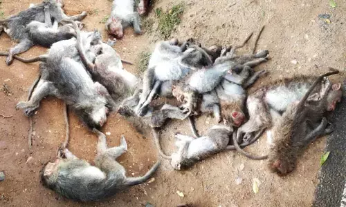 ಚಾಮರಾಜನಗರ:  25 ಕೋತಿಗಳ ಮಾರಣಹೋಮ; ವಿಷಪ್ರಾಶನ ಶಂಕೆ