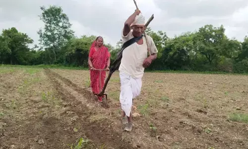 ಮಹಾರಾಷ್ಟ್ರ: ಎತ್ತು, ಟ್ರ್ಯಾಕ್ಟರ್‌ಗೆ ಹಣವಿಲ್ಲದೆ ಕೃಷಿಗಾಗಿ ಜಮೀನನ್ನು ಸ್ವತಃ ಉಳುಮೆ ಮಾಡಿದ ವೃದ್ಧ ದಂಪತಿ!