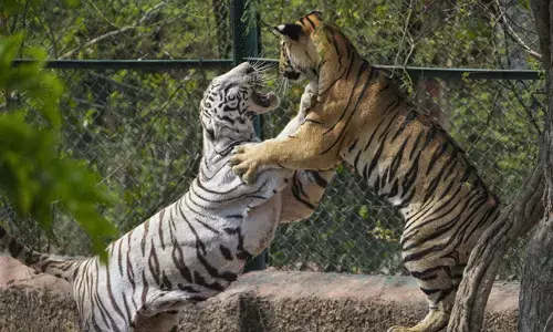 ಹುಲಿ ಮೂಳೆಗಳ ಪತ್ತೆ | ಹೆಚ್ಚುತ್ತಿರುವ ರಣಥಂಬೋರ್ ಅಭಯಾರಣ್ಯದ ಹುಲಿಗಳ ಬೇಟೆ