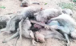 ಗುಂಡ್ಲುಪೇಟೆ | ರಸ್ತೆಯಲ್ಲಿ 25 ಕೋತಿಗಳ ಕಳೇಬರ ಪತ್ತೆ