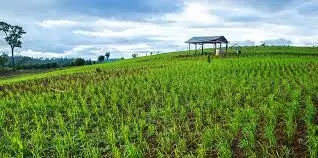 ಹವಾಮಾನ ಆಧಾರಿತ ಬೆಳೆವಿಮೆ ಅವಧಿ ಜು.15ರವರೆಗೆ ವಿಸ್ತರಣೆ ಹವಾಮಾನ ಆಧಾರಿತ ಬೆಳೆವಿಮೆ ಅವಧಿ ಜು.15ರವರೆಗೆ ವಿಸ್ತರಣೆ