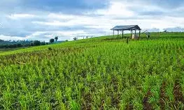 ಹವಾಮಾನ ಆಧಾರಿತ ಬೆಳೆವಿಮೆ ಅವಧಿ ಜು.15ರವರೆಗೆ ವಿಸ್ತರಣೆ