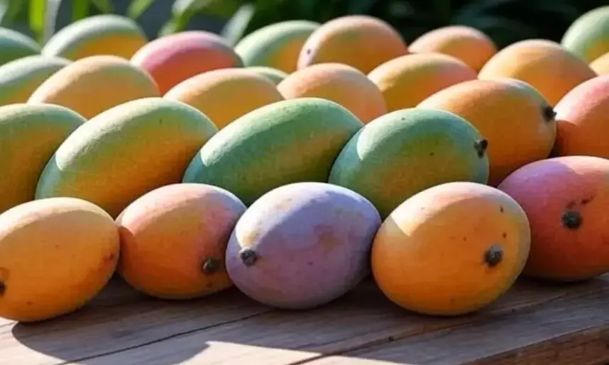 ಮಾವು ಖರೀದಿಗೆ 101 ಕೋಟಿ ಬಿಡುಗಡೆಗೊಳಿಸಿದ ರಾಜ್ಯ ಸರಕಾರ