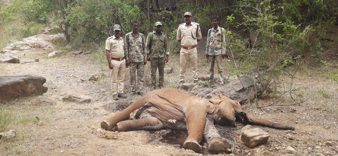 ಚಾಮರಾಜನಗರ : ಮಲೆ ಮಹದೇಶ್ವರ ವನ್ಯಜೀವಿಧಾಮದಲ್ಲಿ ಮರಿಯಾನೆ ಕಳೇಬರ ಪತ್ತೆ