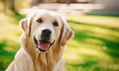 ನಾಯಿಗಳಿಗೆ ‘ಕ್ಯಾನೈನ್ ಪಾರ್ವೊ’, ‘ಡಿಸ್ಟೆಂಪರ್’ ರೋಗ