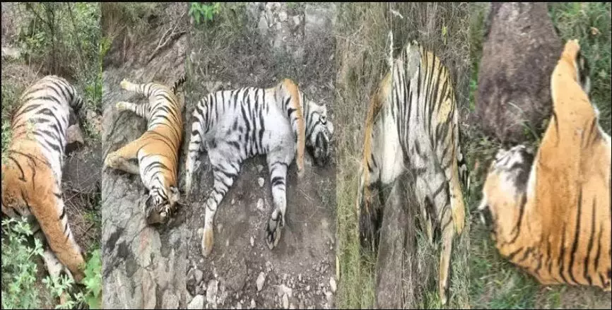 5 ಹುಲಿಗಳ ಸಾವು ಪ್ರಕರಣ: ಡಿಸಿಎಫ್ ಚಕ್ರಪಾಣಿ ಸಹಿತ 3 ಅಧಿಕಾರಿಗಳ ಅಮಾನತಿಗೆ ಈಶ್ವರ ಖಂಡ್ರೆ ಶಿಫಾರಸು