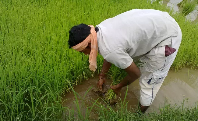 ಮಹಾರಾಷ್ಟ್ರ: ಮಾರ್ಚ್-ಎಪ್ರಿಲ್‌ನಲ್ಲಿ 479 ರೈತರು ಆತ್ಮಹತ್ಯೆ