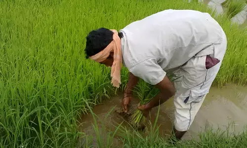 ಮಹಾರಾಷ್ಟ್ರ: ಮಾರ್ಚ್-ಎಪ್ರಿಲ್‌ನಲ್ಲಿ 479 ರೈತರು ಆತ್ಮಹತ್ಯೆ