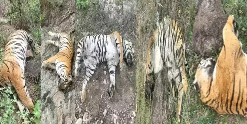 5 ಹುಲಿಗಳ ಸಾವು ಪ್ರಕರಣ: ಎಸಿಎಫ್, ಆರ್.ಎಫ್.ಓ. ಅಮಾನತು