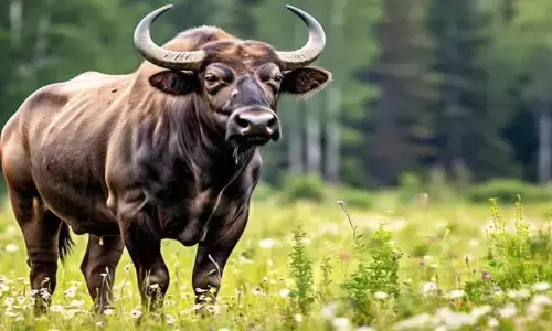 ಮೂಡಿಗೆರೆ | ಕಾಡುಕೊಣ ದಾಳಿ: ವ್ಯಕ್ತಿ ಮೃತ್ಯು