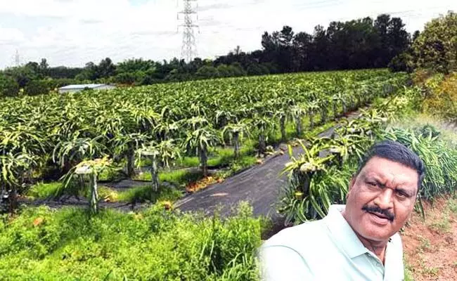 ಡ್ರ್ಯಾಗನ್ ಫ್ರೂಟ್ ಕೃಷಿ ಮಾಡಿ ಮಾದರಿಯಾದ ಬಿಎಸ್ಸಿ ಪದವೀಧರ ಮುನಿರಾಜು ಡ್ರ್ಯಾಗನ್ ಫ್ರೂಟ್ ಕೃಷಿ ಮಾಡಿ ಮಾದರಿಯಾದ ಬಿಎಸ್ಸಿ ಪದವೀಧರ ಮುನಿರಾಜು