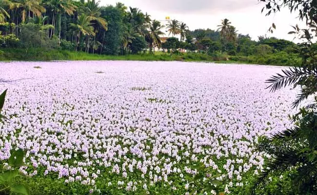 ಪುಷ್ಪಗಳಿಂದ ನಳನಳಿಸುತ್ತಿರುವ ತಾವರೆಕೆರೆ