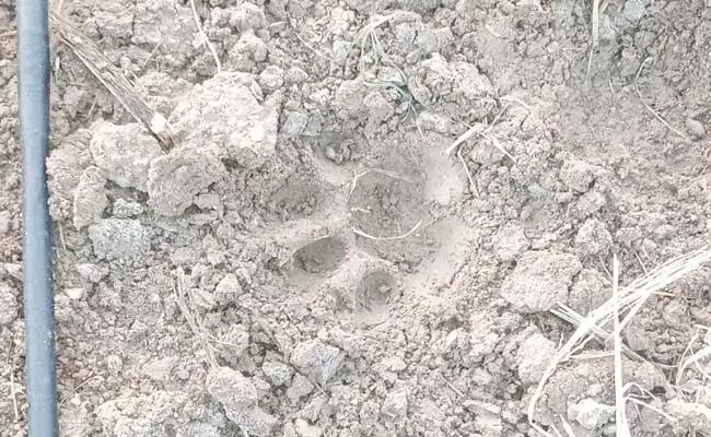 ಬೋನಿಗೆ ಬೀಳದ ಚಿರತೆ: ಗ್ರಾಮಸ್ಥರಲ್ಲಿ ಹೆಚ್ಚಿದ ಆತಂಕ