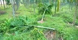 ಉಡುಪಿ: ಗಾಳಿಗೆ ಕಾರ್ಕಳ, ಕುಂದಾಪುರದಲ್ಲಿ ಅಡಿಕೆ ತೋಟಕ್ಕೆ ಹಾನಿ