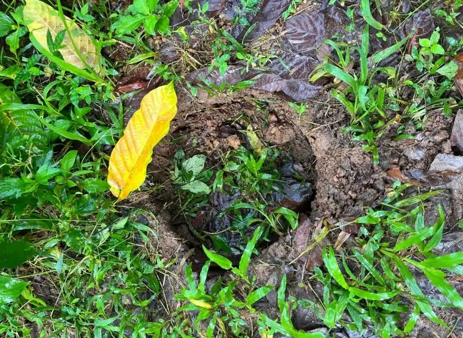 ಮರ್ಕಂಜ ಗ್ರಾಮದಲ್ಲಿ ಕೃಷಿ ತೋಟಗಳಿಗೆ ಕಾಡಾನೆ ದಾಳಿ: ಕೃಷಿ ನಾಶ